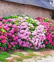 Tuinhortensia Haag 'Pink-rosé'