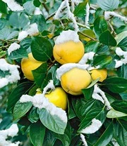 Nieuwe Producten -Bloesemseizoen 8901096996894