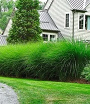 Chinees Zilvergras 'Eulalia'