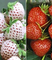 Aardbeien Rariteiten Collectie 'Sengana Selektion® & Natural White'