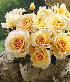 Parfumroos 'Angie®'