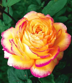 Collectie 'Parfumrozen' -Bloesemseizoen 8901302714398