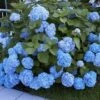 Boerenhortensia 'Générale Vicomtesse De Vibraye®'