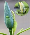Magnolia 'Blue Opal'