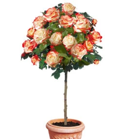 Rozenstam 'Impératrice Farah®'