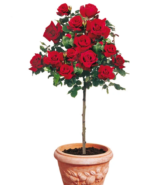 Rozenstam 'Le Rouge Et Le Noir®' 1 Rozenstam 'Le Rouge Et Le Noir®'