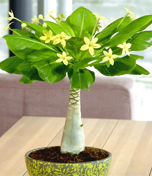 Kamerplanten Collectie 2 Kamerplanten Collectie - Afbeelding 2