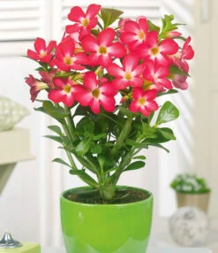 Kamerplanten Collectie 5 Kamerplanten Collectie -Bloesemseizoen 8901572591646