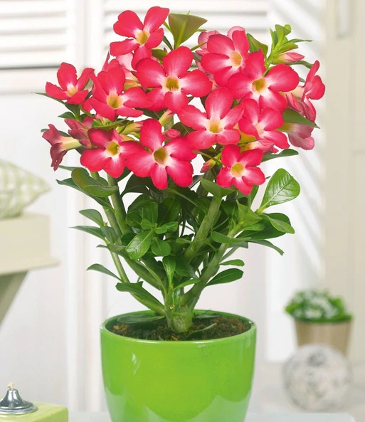 Kamerplanten Collectie 3 Kamerplanten Collectie - Afbeelding 3