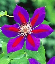 Clematis Rariteiten Collectie Voor Een Voordeelprijs 3 Clematis Rariteiten Collectie Voor Een Voordeelprijs - Afbeelding 3