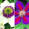 Clematis Rariteiten Collectie Voor Een Voordeelprijs