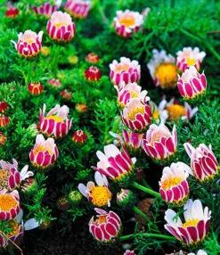 Bloeiende Bodembedekker Collectie -Bloesemseizoen 8902125453342