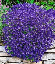 Collectie Bodembedekkers 4 Collectie Bodembedekkers - Afbeelding 4