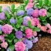 Hortensia 'L.A. Dreamin®'