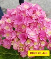 Vijf Kleuren Hortensia 'Together®' 3 Vijf Kleuren Hortensia 'Together®' - Afbeelding 3