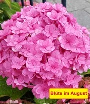 Vijf Kleuren Hortensia 'Together®' 4 Vijf Kleuren Hortensia 'Together®' - Afbeelding 4