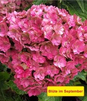 Vijf Kleuren Hortensia 'Together®' 5 Vijf Kleuren Hortensia 'Together®' - Afbeelding 5