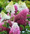 Tuinhortensia 'Fraise Melba®'