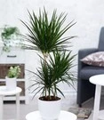 Dracena 'Marginata' Ca. 120-130 Cm Hoog