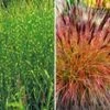 Onderhoudsvriendelijke Siergras Collectie