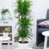 Dracena Reflexa '3 Etages' Ca. 120-130 Cm Hoog