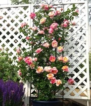 Klimroos 'Julie Andrieu®' 3 Klimroos 'Julie Andrieu®' - Afbeelding 3