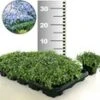 Isotoma 'Blue Foot®' 25 Stuks, Stevige Bodembedekker, Gazonvervanging