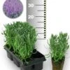 Blauwe Lavendel 25 Stuks