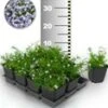 Tapijtphlox 'Blauw' 50 Stuks