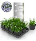 Tapijtphlox 'Blauw' 50 Stuks