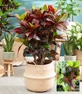 Wonderstruik 'Croton' Ca. 55-65 Cm Hoog