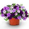 Calibrachoa Petunia Trixi® 'Blue Petticoat'