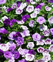 Calibrachoa Petunia Trixi® 'Blue Petticoat' 3 Calibrachoa Petunia Trixi® 'Blue Petticoat' - Afbeelding 3