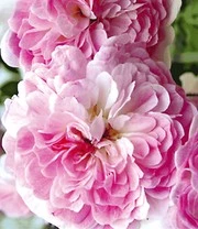 Bloesemseizoen -Bloesemseizoen 8969918349342