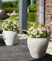 Rododendron 'Nugget By Bloombux®' 3 Rododendron 'Nugget By Bloombux®' - Afbeelding 3