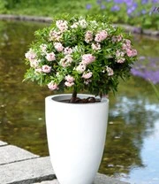 Rododendron 'Nugget By Bloombux®' 5 Rododendron 'Nugget By Bloombux®' - Afbeelding 5