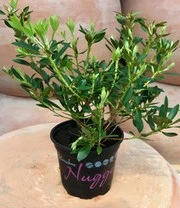 Rododendron 'Nugget By Bloombux®' 6 Rododendron 'Nugget By Bloombux®' - Afbeelding 6