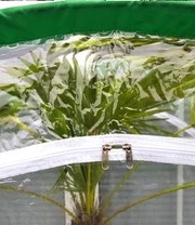 Winterbeschermingstent 'Arctic' 3 Winterbeschermingstent 'Arctic' - Afbeelding 3