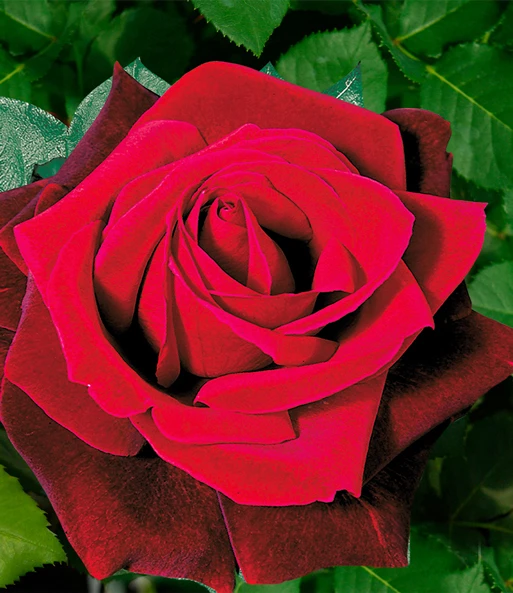 Rozenstam 'Le Rouge Et Le Noir®' 2 Rozenstam 'Le Rouge Et Le Noir®' - Afbeelding 2