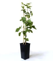 Suikerbraam 'Asterina®' 3 Suikerbraam 'Asterina®' - Afbeelding 3