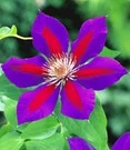 Clematis 'Etoile De Malicorne'