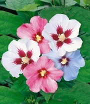 Nieuwe Producten -Bloesemseizoen 8973909622814