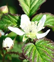 Nieuwe Producten -Bloesemseizoen 8974002225182