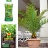 COMPO® SANA® Meststof Voor Palmen & Palmpotgrond & Canarische Dadelpalm Ca. 50 Cm Hoog