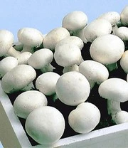 Witte Champignons (kweekset) 4 Witte Champignons (kweekset) - Afbeelding 4