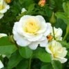 Liefdesroos 'Centenaire De Lourdes® Blanc'