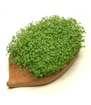 Vitaalbox Zaadbox 3 Vitaalbox Zaadbox - Afbeelding 3