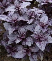 Vitaalbox Zaadbox 5 Vitaalbox Zaadbox - Afbeelding 5