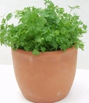 Vitaalbox Zaadbox 6 Vitaalbox Zaadbox - Afbeelding 6