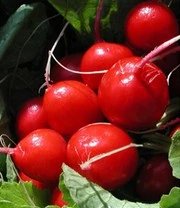 Vitaalbox Zaadbox 7 Vitaalbox Zaadbox - Afbeelding 7